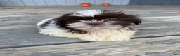 Shih Tzu dogs for sale: Tiffany - Ad 8