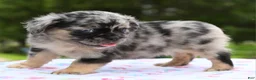 Mixed Breed dogs for sale: Ruby blue eyes merle - Ad 19