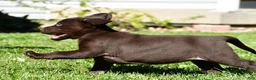 Labrador Retriever dogs for sale: Choco - Ad 13