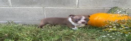 Boston Terrier dogs for sale: Lucky - Ad 3