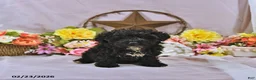 Miniature Poodle dogs for sale: Baxton - Ad 1