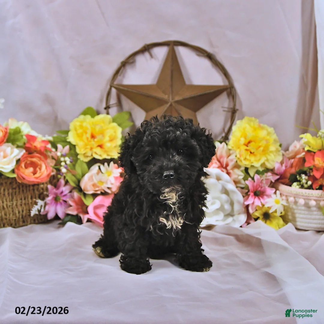 Miniature Poodle dogs for sale: Baxton - Ad 1