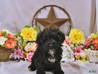 Miniature Poodle dogs for sale: Baxton - Ad 1