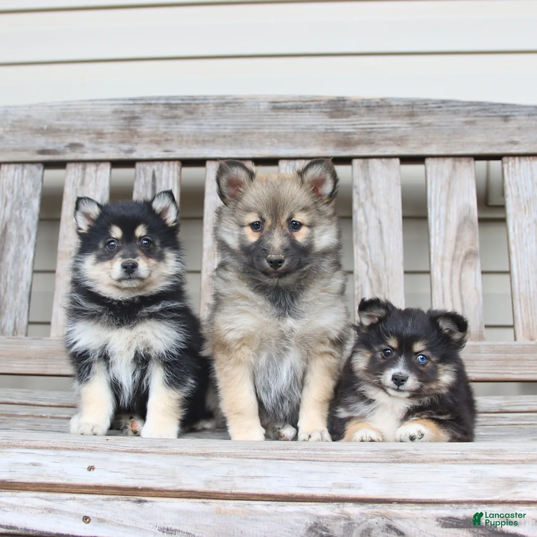 Pomsky dogs for sale: Shadow - Ad 2