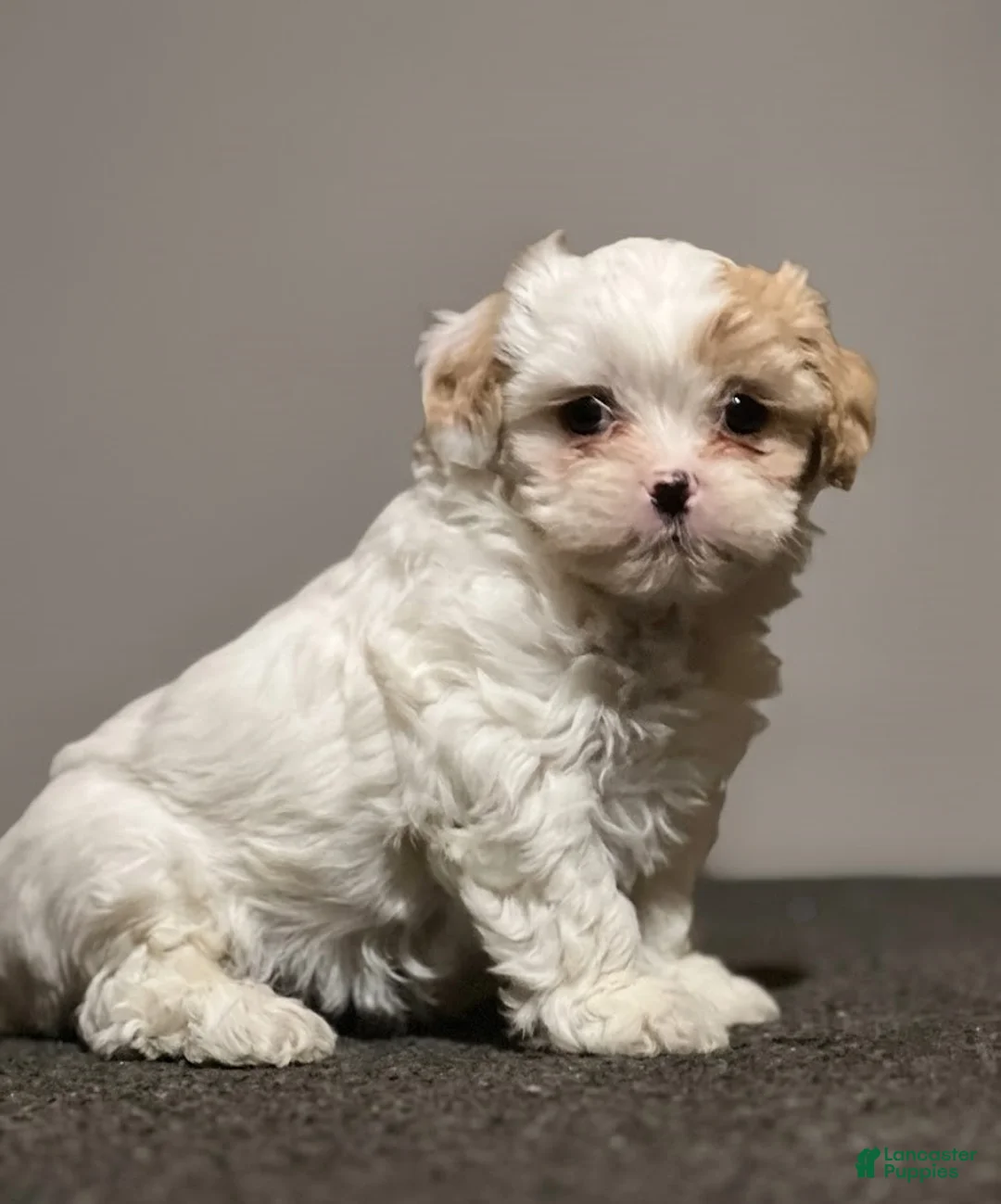 Shihpoo dogs for sale: Lollipop - Ad 1