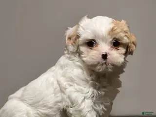 Shihpoo dogs Lollipop - Ad 32