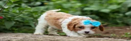 Cavapoo dogs for sale: Victor 🐾 - Ad 6