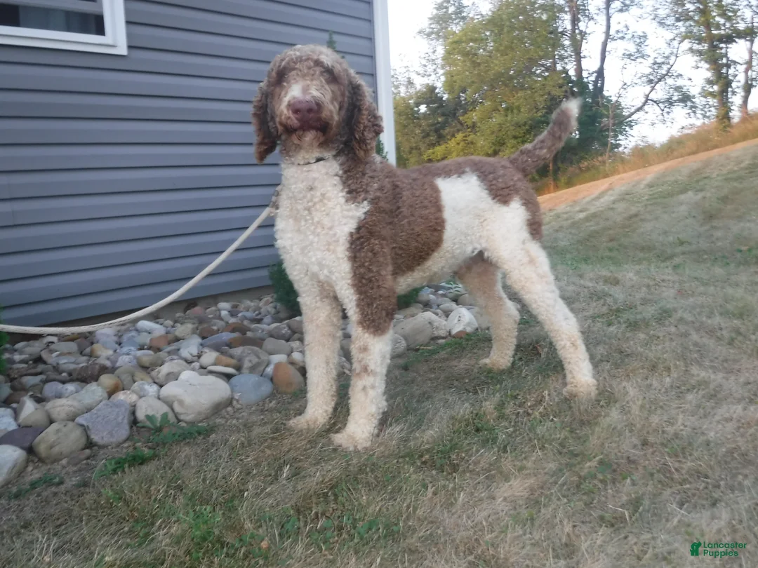 Bernedoodle dogs for sale: Jiggo - Ad 7