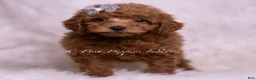 Maltipoo dogs for sale: Kash - Ad 3
