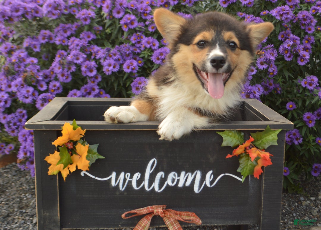 Welsh Corgi Pembroke dogs for sale: Randy 🌟 ADOPTION SPECIAL - Ad 2