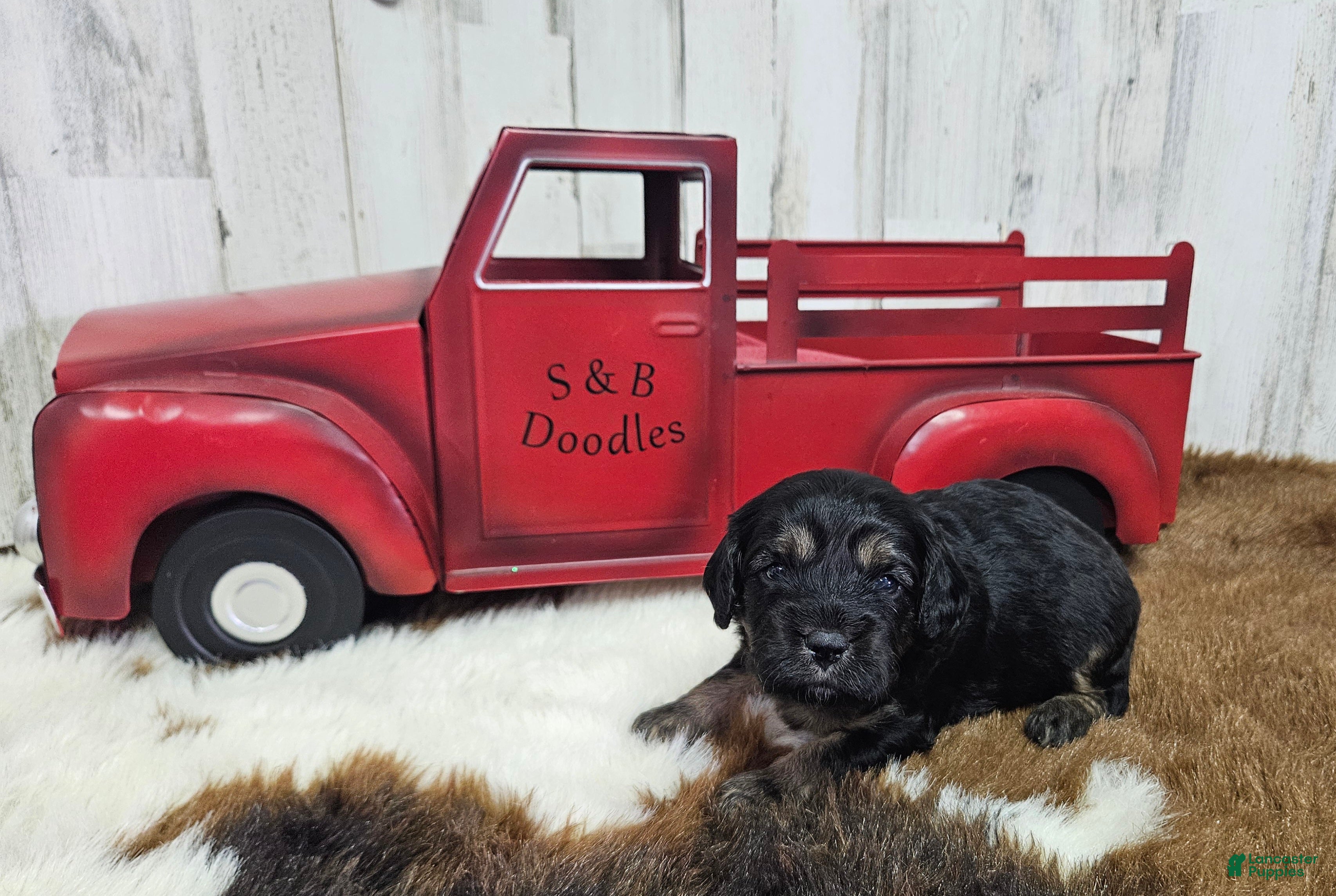 Cavapoo dogs F1 Rainy - Ad 13