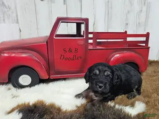 Cavapoo dogs F1 Rainy - Ad 13