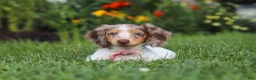 Dachshund dogs for sale: Shyla - Ad 6