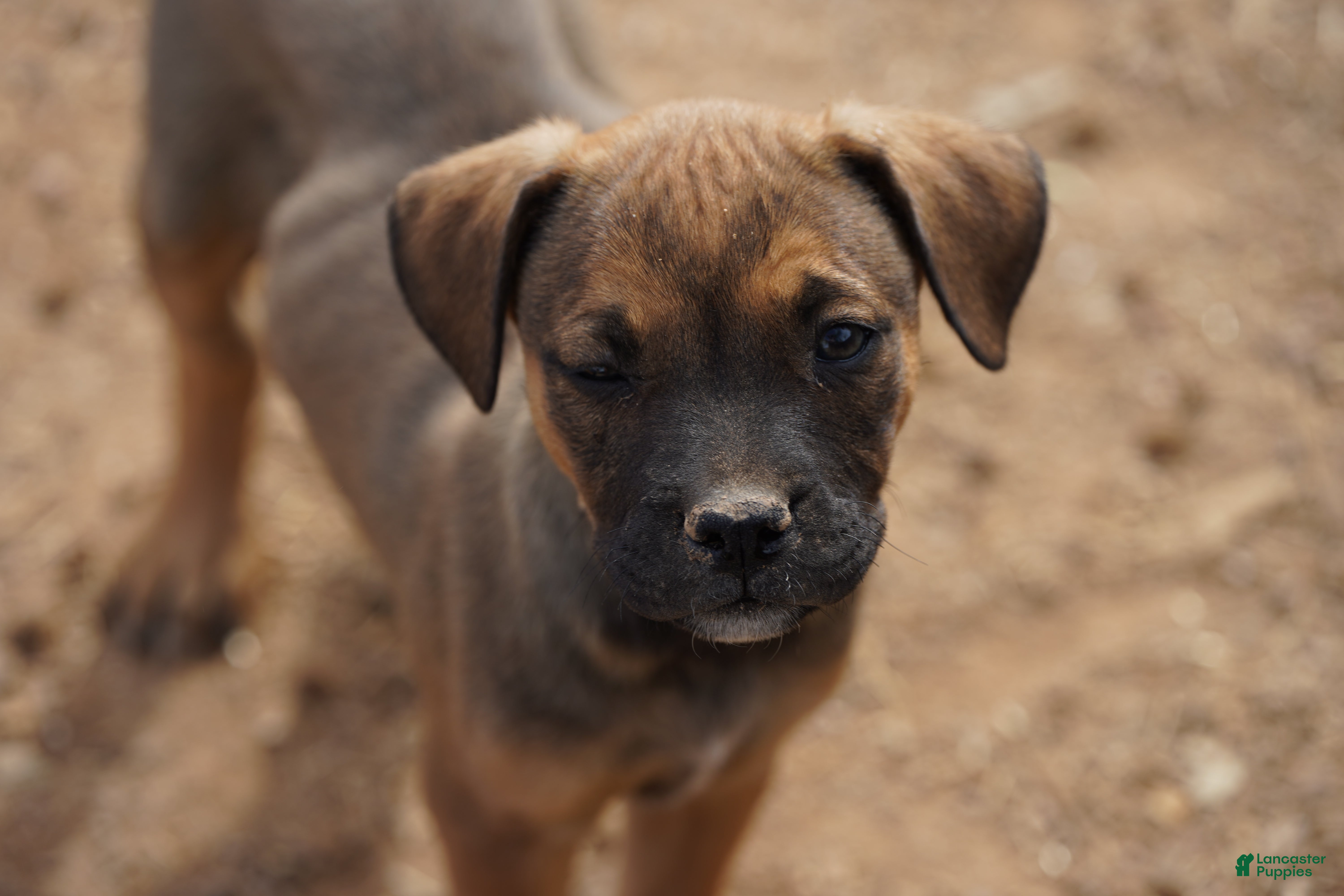 Mixed Breed dogs Bandogge Sable F1 - Ad 22