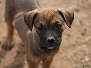 Mixed Breed dogs Bandogge Sable F1 - Ad 22