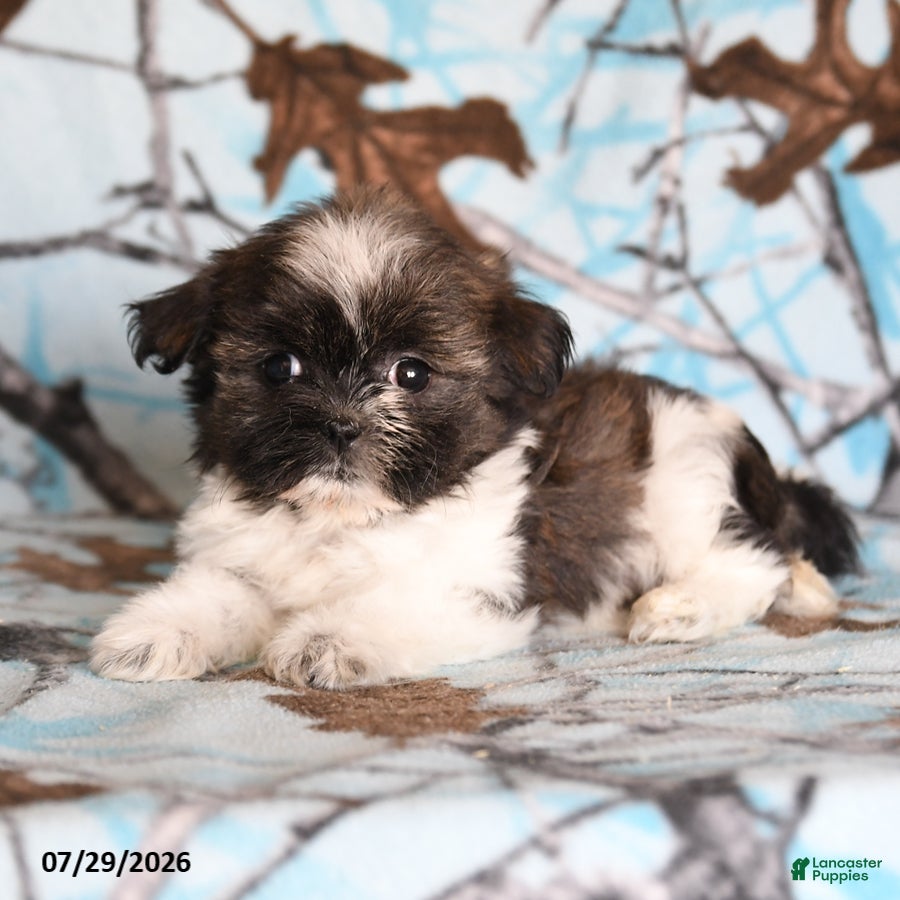 Shih Tzu dogs Candy - Ad 2