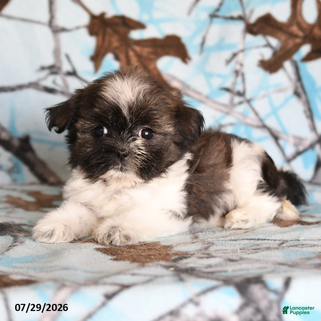 Shih Tzu dogs for sale: Candy - Ad 2