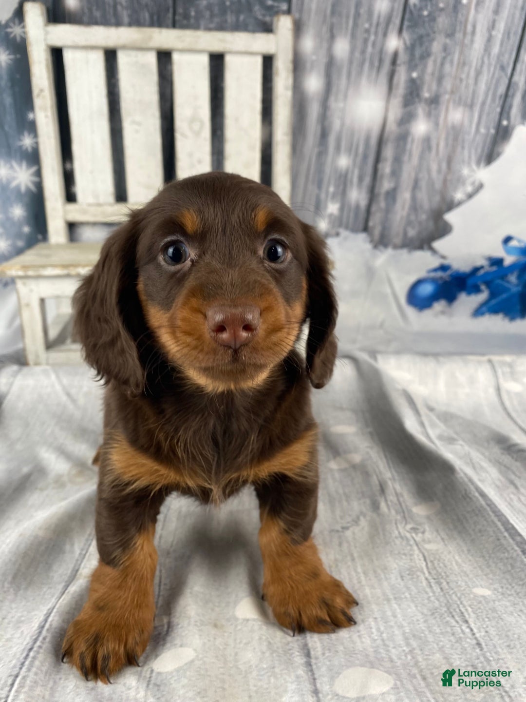 Miniature Dachshund dogs for sale: Lexi - Ad 2
