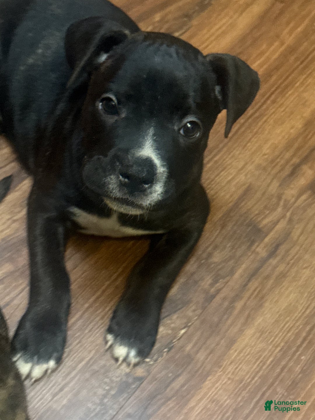 Mixed Breed dogs for sale: Mixed Breed Puppy 2 - Ad 2