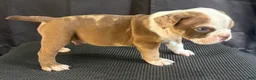 American Bully dogs for sale: American Bully 4 - Ad 3