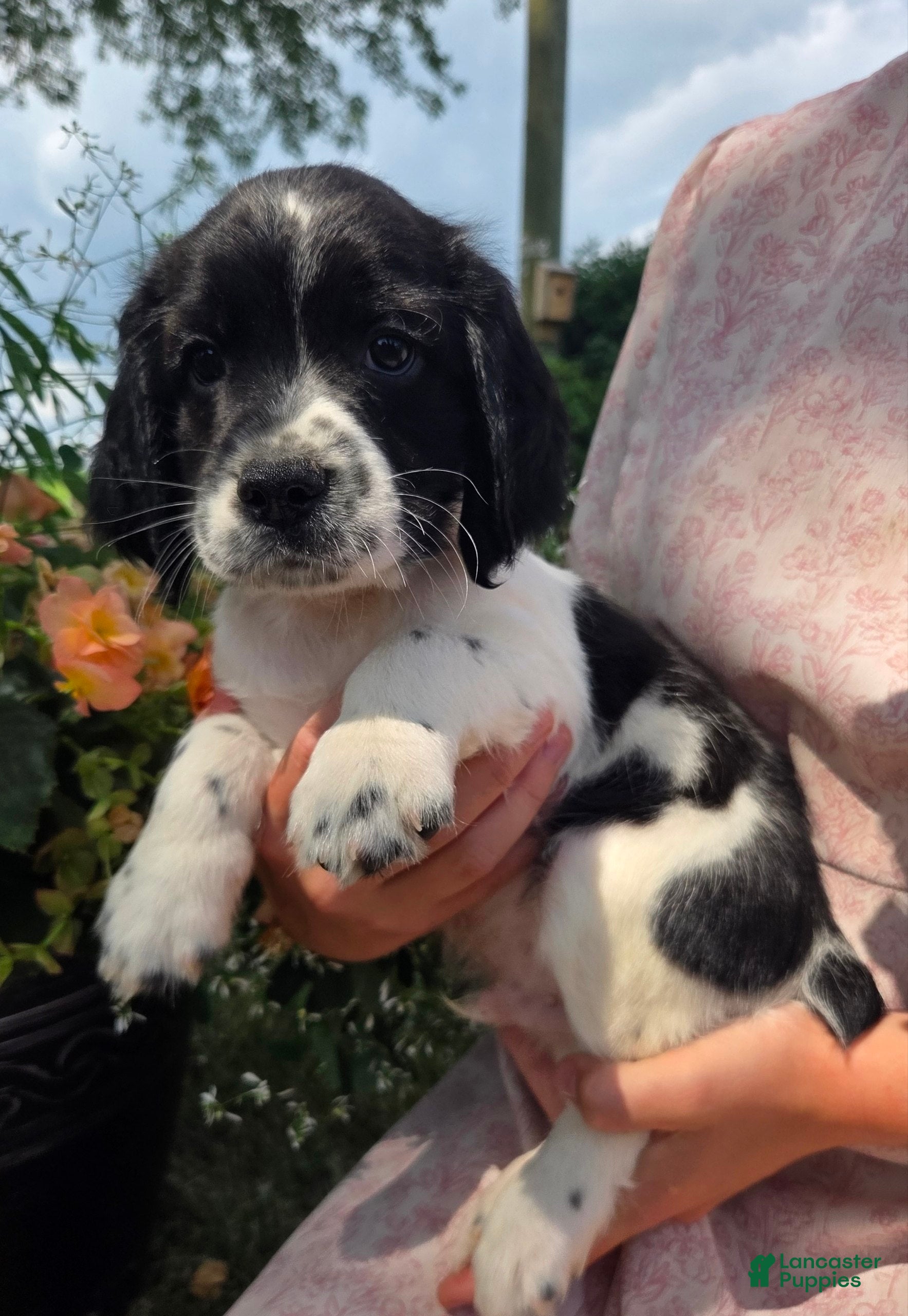 English Springer Spaniel dogs English Springer Spaniel, Diesel - Ad 1