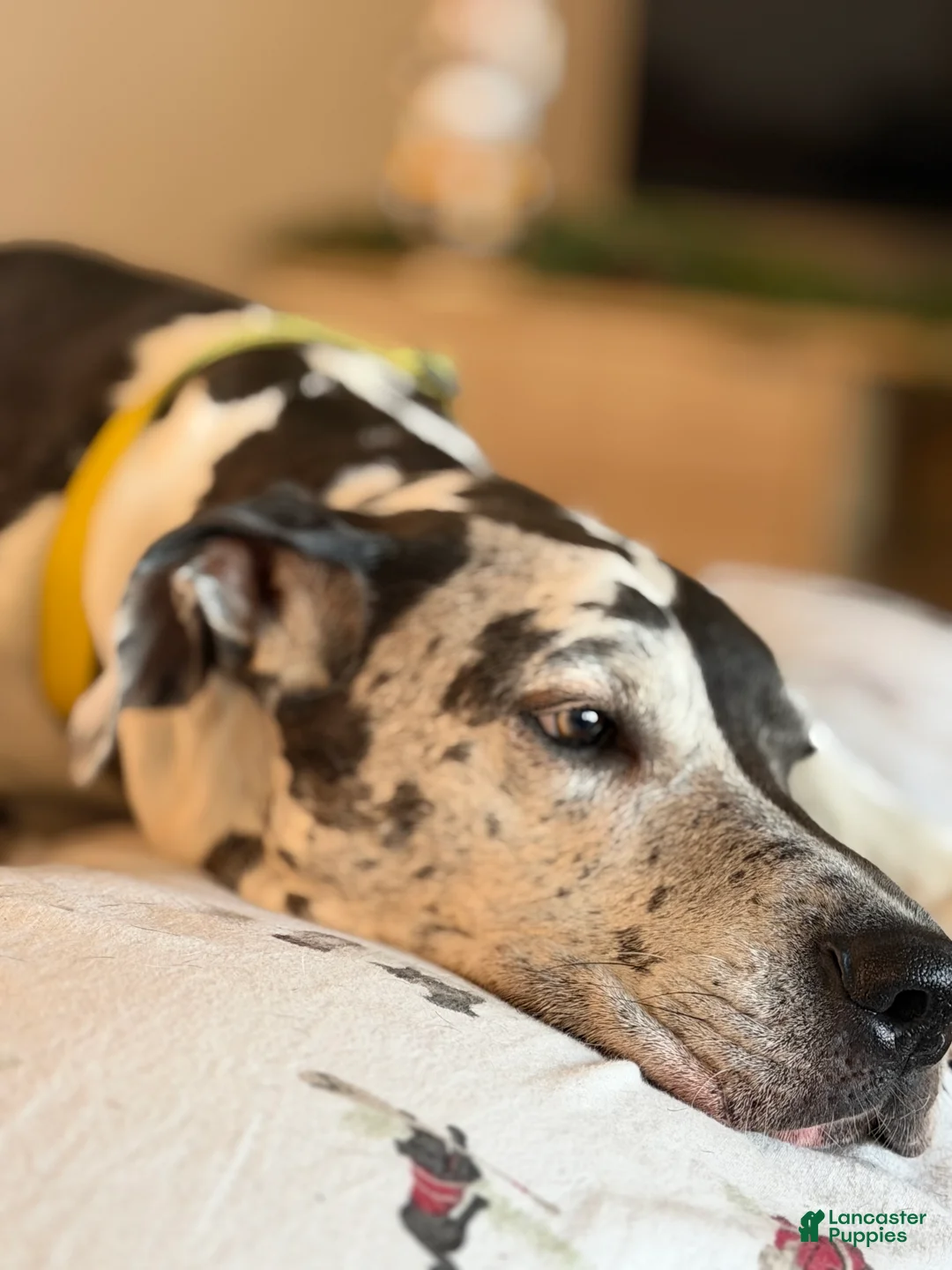 Great Dane dogs for stud: Looking for black American Great Dane stud  - Ad 1