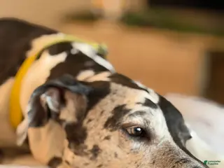 Great Dane dogs Looking for black American Great Dane stud - Ad 3