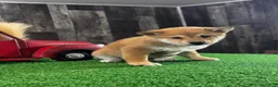 Shiba Inu dogs for sale: Ivan - Ad 2