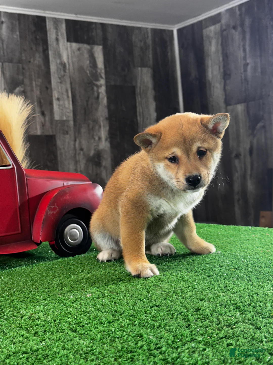 Shiba Inu dogs for sale: Ivan - Ad 2