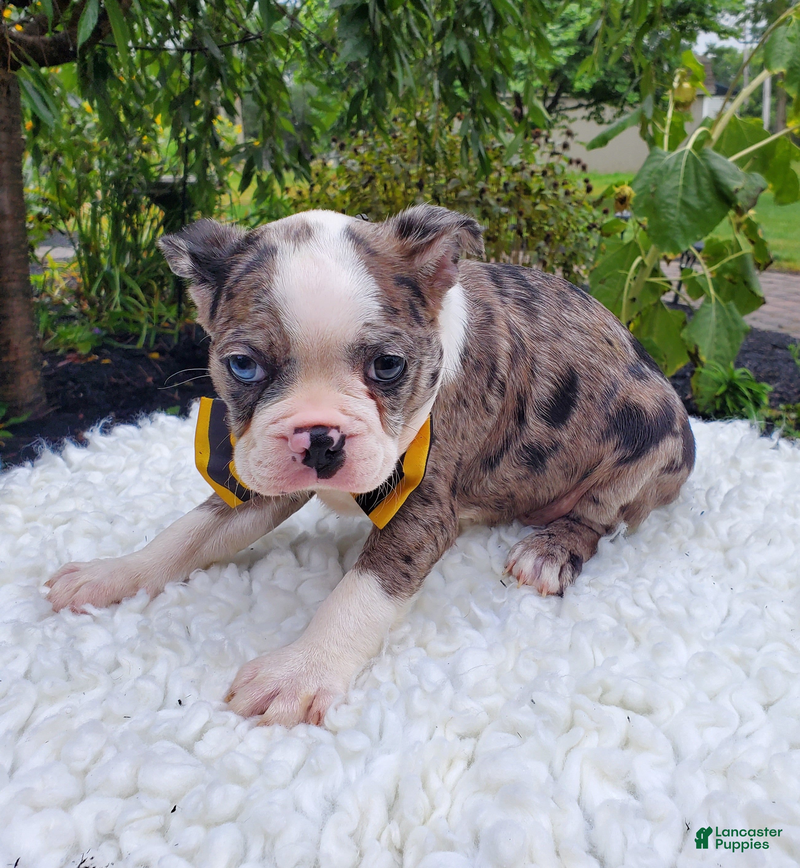 Boston Terrier dogs Henry - Ad 2