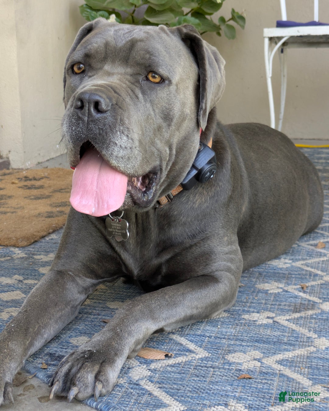Cane Corso dogs for sale: Pink - Ad 13