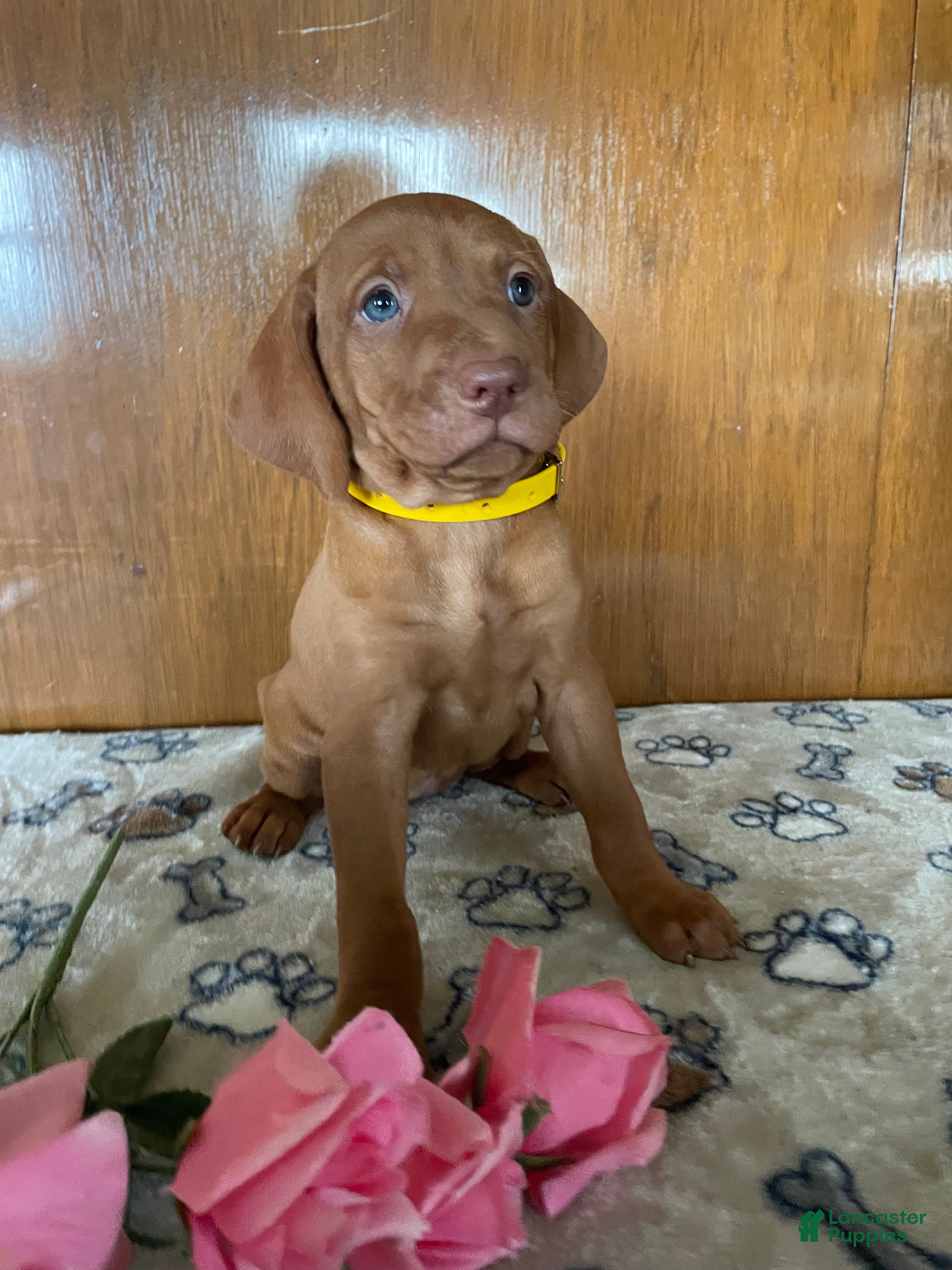 Vizsla dogs Penny - Ad 9