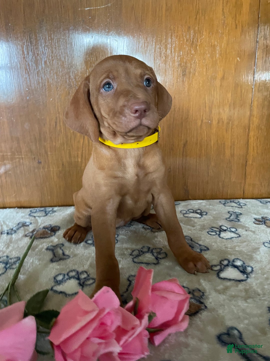 Vizsla dogs for sale: Penny - Ad 1