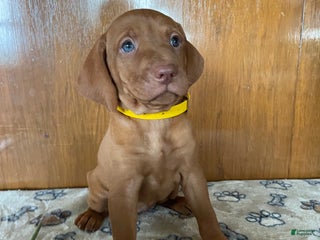 Vizsla dogs Penny - Ad 15