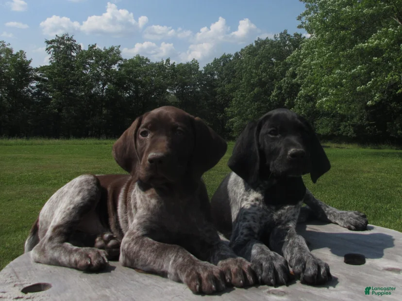 Rocky Ridge Kennel #17364 | Lancaster Puppies