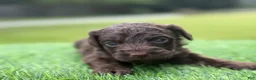 Cockapoo dogs for sale: Nash - Ad 5