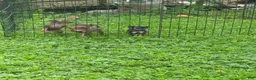 Miniature Pinscher dogs for sale: Miniature Pinscher Puppy 3 - Ad 3