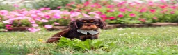 Cavalier King Charles Spaniel dogs for sale: Enzo - Ad 4