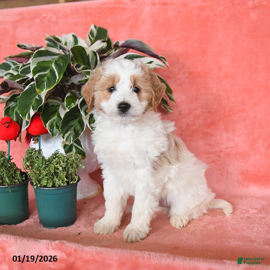 Mini Aussiedoodle dogs Cosmo   - Ad 2