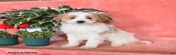Mini Aussiedoodle dogs for sale: Cosmo   - Ad 1