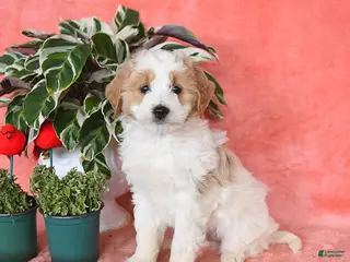 Mini Aussiedoodle dogs Cosmo - Ad 13