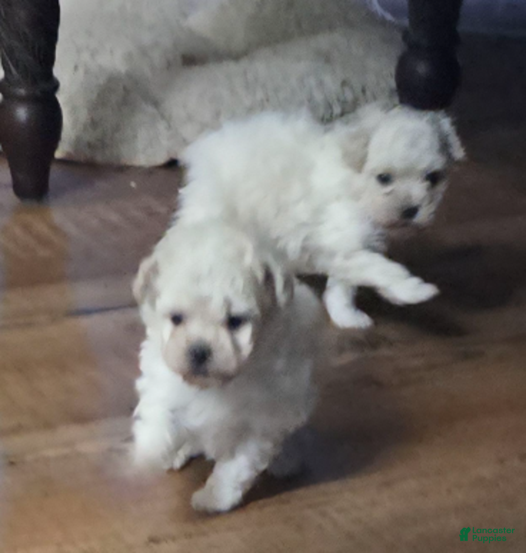 Standard Poodle dogs for sale: Ghost - Ad 3