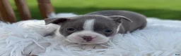 Boston Terrier dogs for sale: Dusty - Ad 3