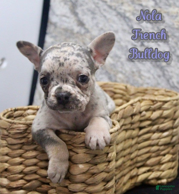 French Bulldog dogs Nola - Ad 20