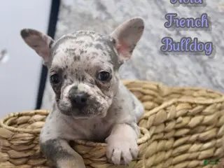 French Bulldog dogs Nola - Ad 16