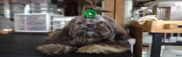 Shih Tzu dogs for sale: Ewok Naturally-reared - Ad 5