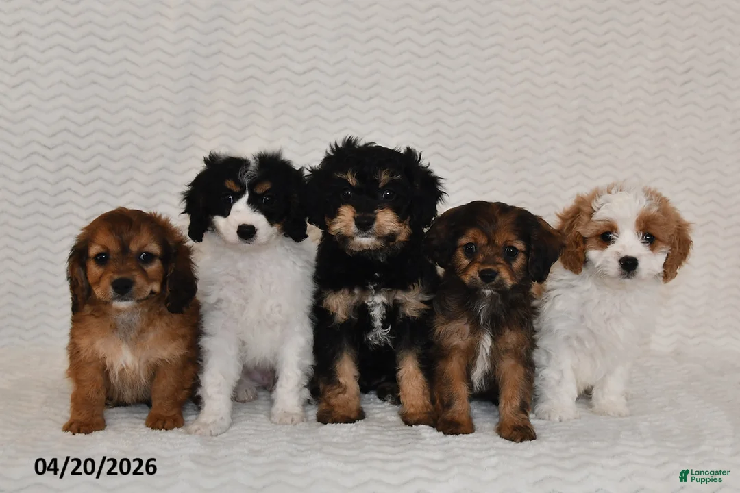 Cavapoo dogs for sale: Ben - Ad 5