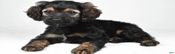 Cockapoo dogs for sale: Harvey - Ad 3