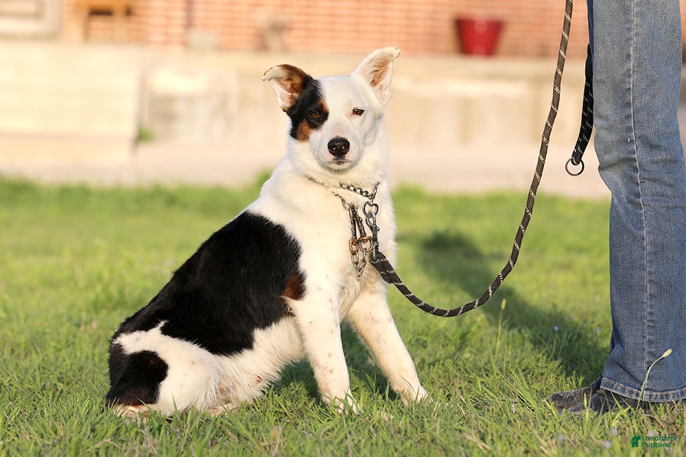 Mixed Breed dogs Congo - Texas Heeler - Ad 2