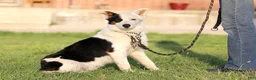 Mixed Breed dogs for sale: Congo - Texas Heeler - Ad 2